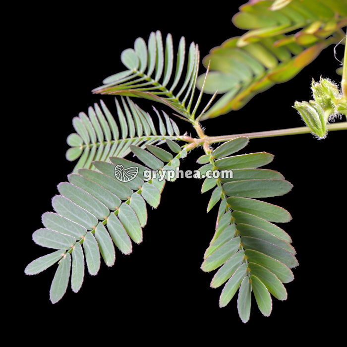 Sensitive - Feuille épanouie (Mimosa pudica) - gryphea.org